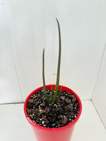 Aloe Barberae  130mm