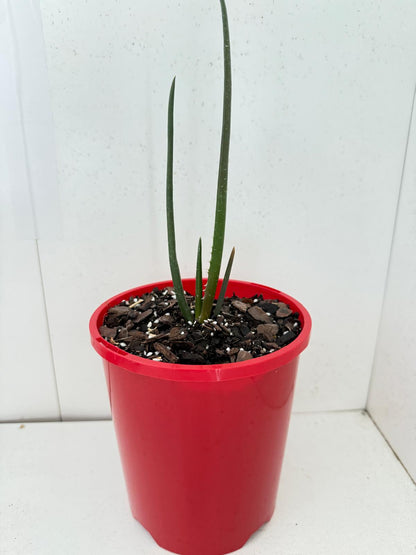 Aloe Barberae  130mm