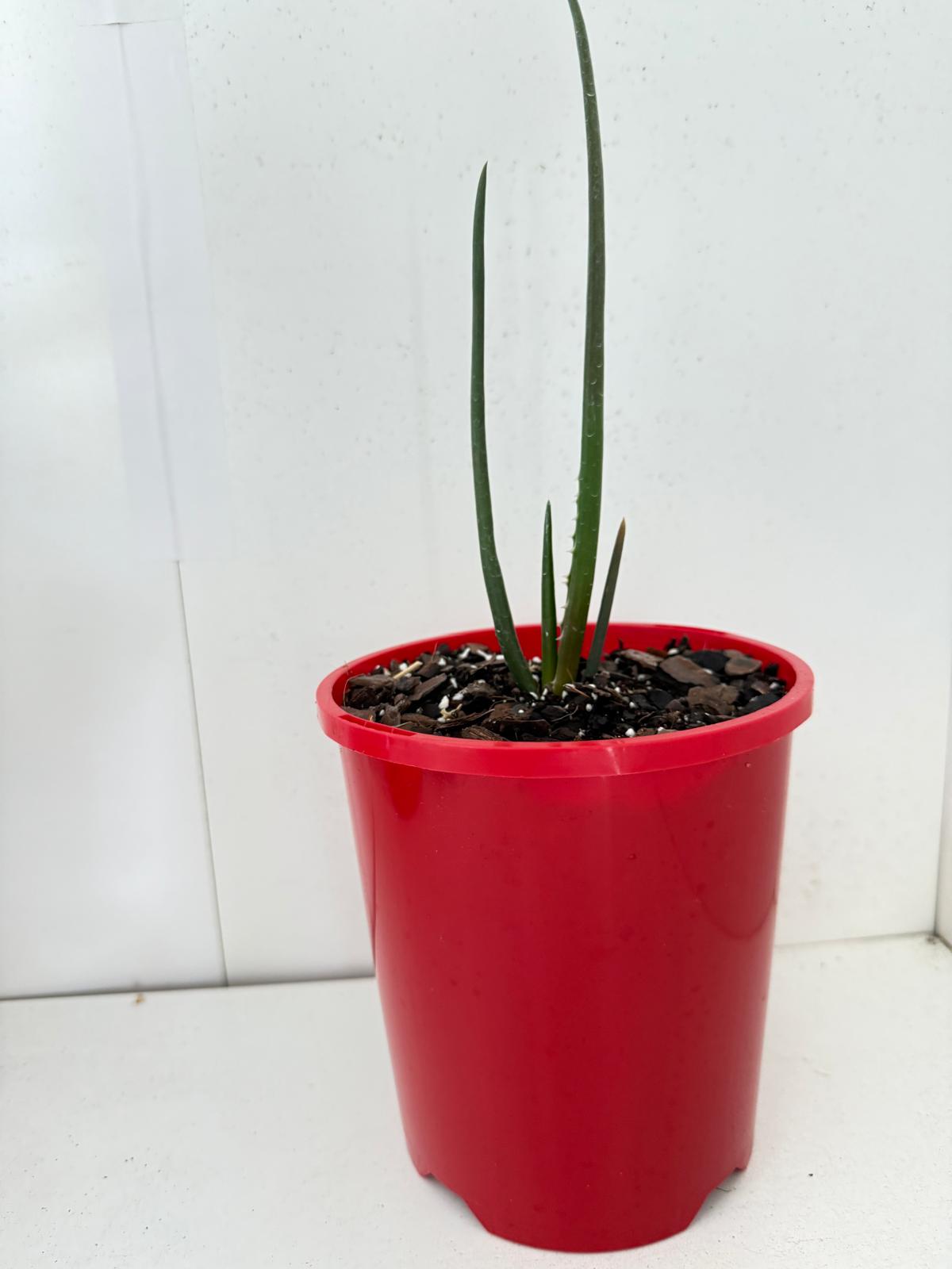 Aloe Barberae  130mm