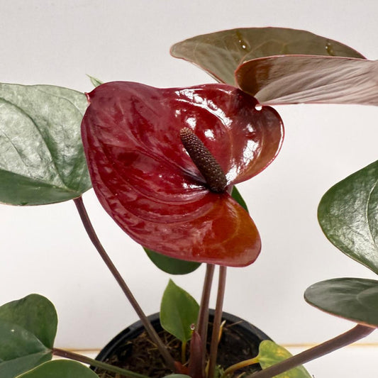 Anthurium Giant Chocolate- 100mm With Pot
