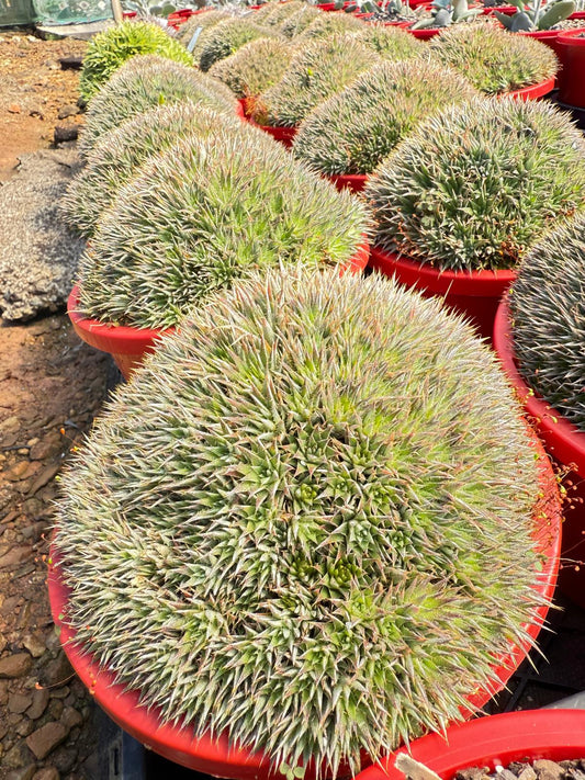 Deuterocochina 190mm