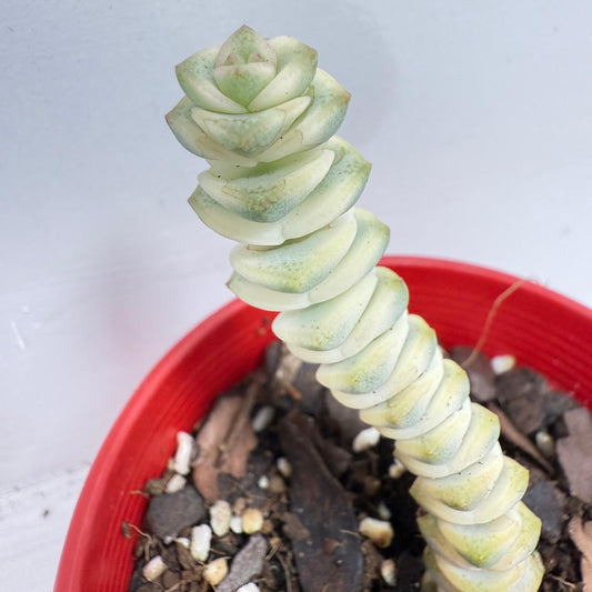 🌿 Crassula ‘Fantasy’ – Rare Hybrid Variegated Succulent 80mm pot size