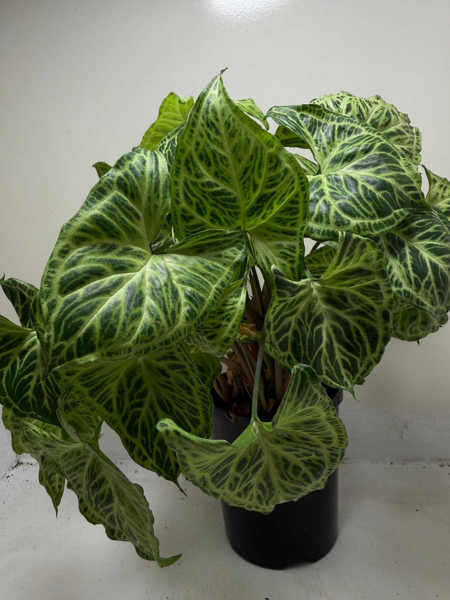 Buy Syngonium Batik | Easy Care Houseplant