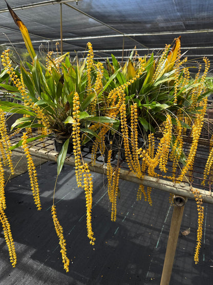 Dendrochilum javierense 'Yellow' | Exotic Orchid Succulents World
