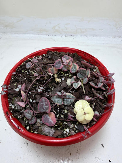 Ceropegia  Woodii Variegated Chain of Hearts My Store