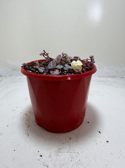 Ceropegia  Woodii Variegated Chain of Hearts My Store