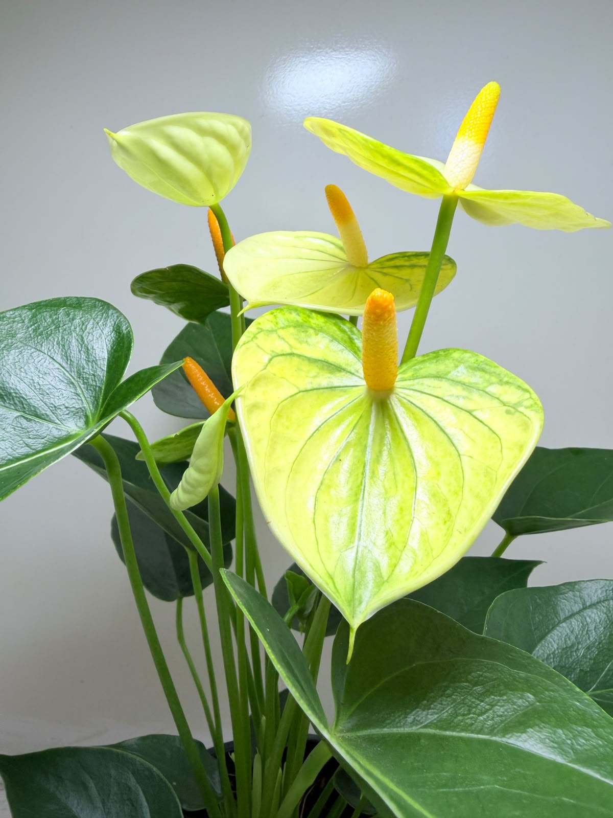 Anthurium Andraenum Vanila 200mm -Bare rooted My Store