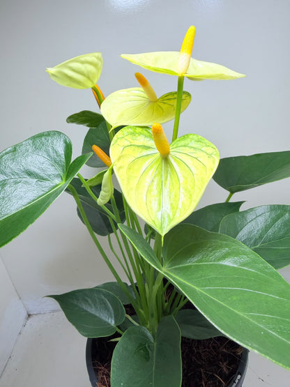 Anthurium Andraenum Vanila 200mm -Bare rooted My Store