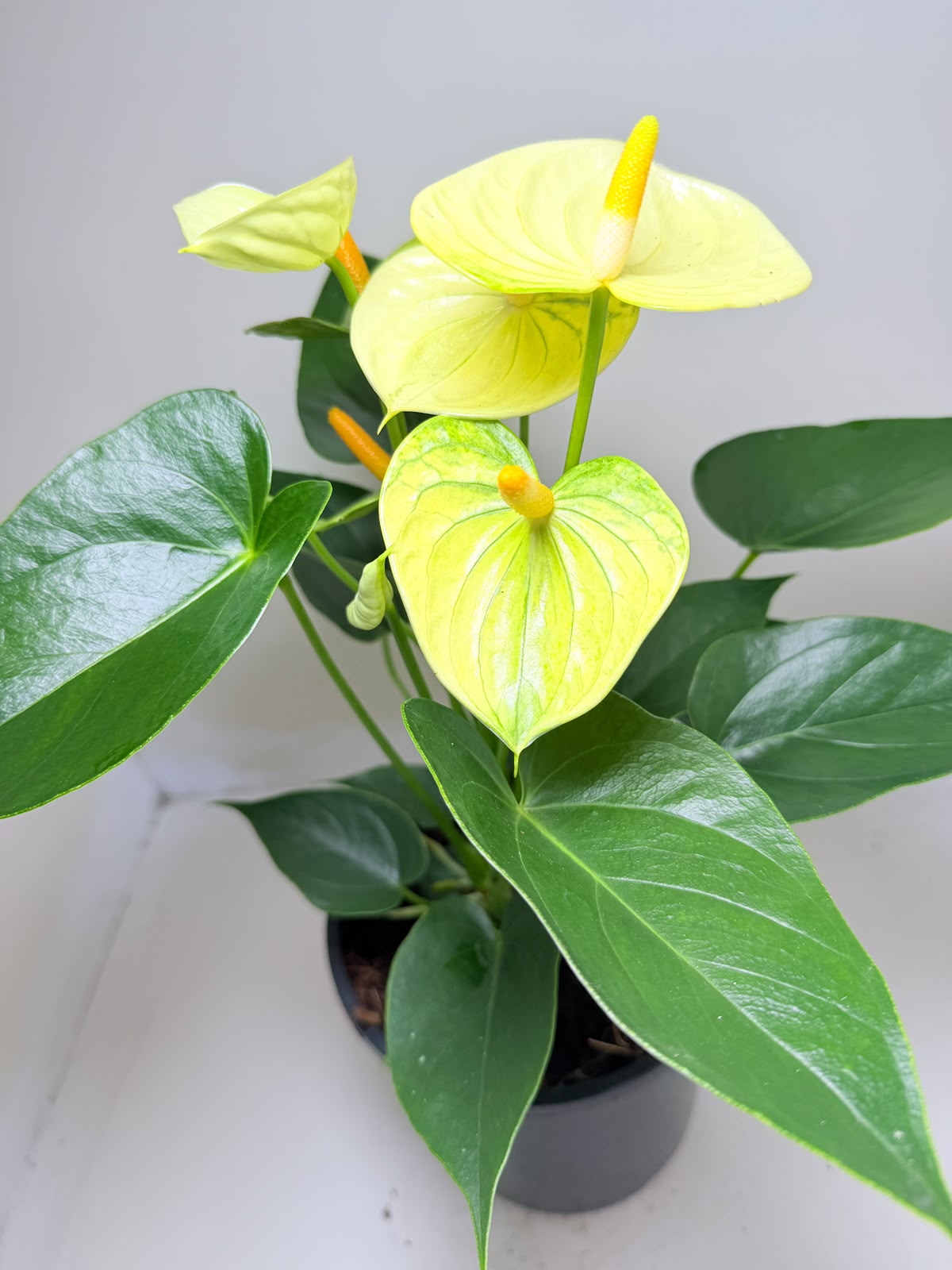 Anthurium Andraenum Vanila 200mm -Bare rooted My Store