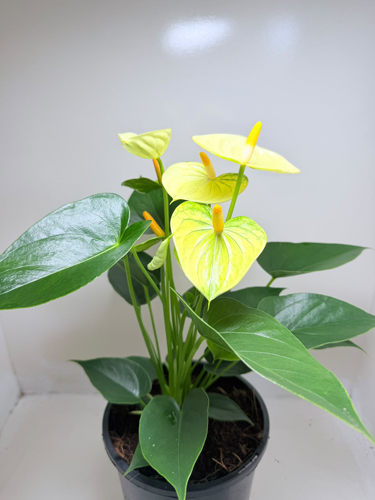 Anthurium Andraenum Vanila 200mm -Bare rooted My Store