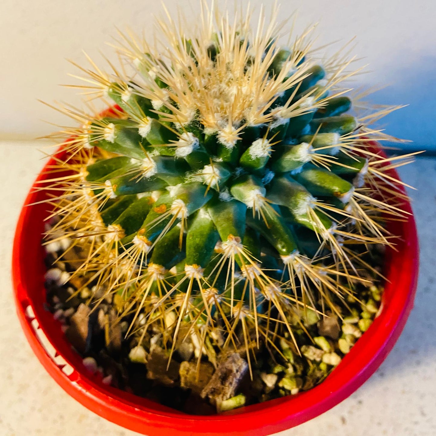 White-spined Pincushion Cactus with compact rounded growth