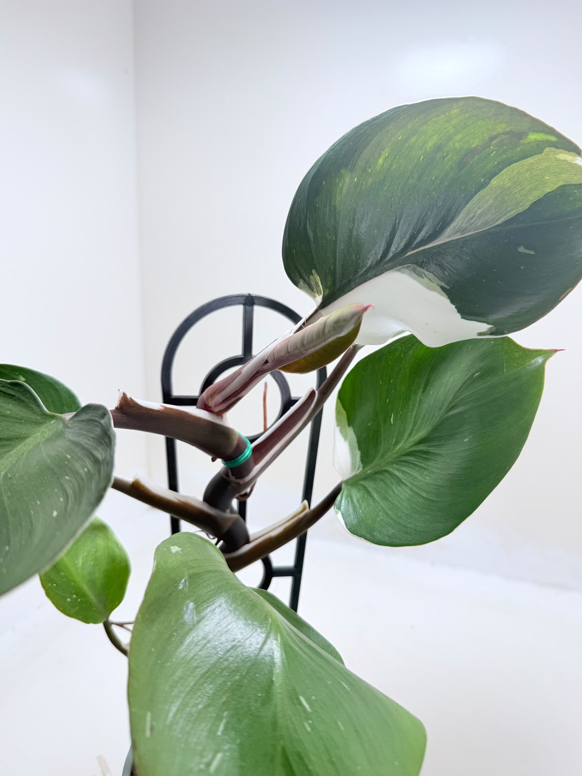 Tropical Philodendron White Knight in decorative indoor setting.