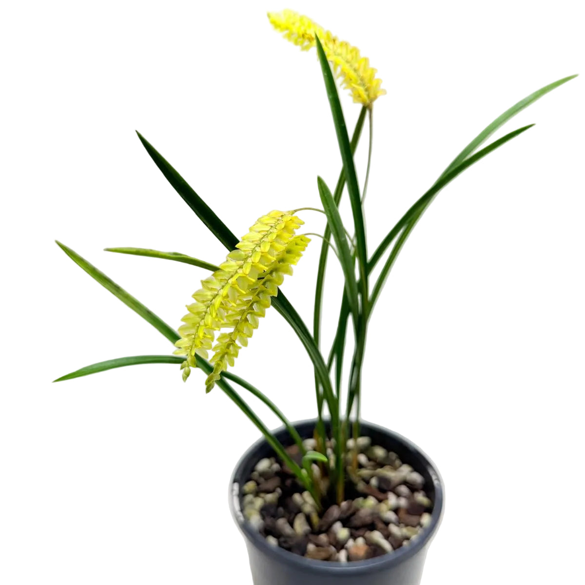 Rare yellow chain orchid with slender foliage and elegant yellow blooms growing in a nursery pot