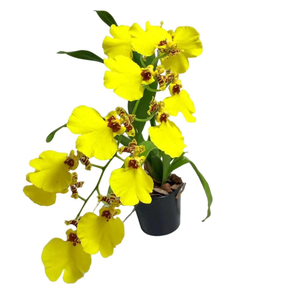 Beautiful yellow Oncidium orchid in bloom.