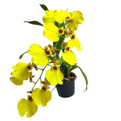 Beautiful yellow Oncidium orchid in bloom.