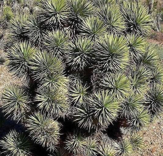 Yucca Brevifolia Mohave