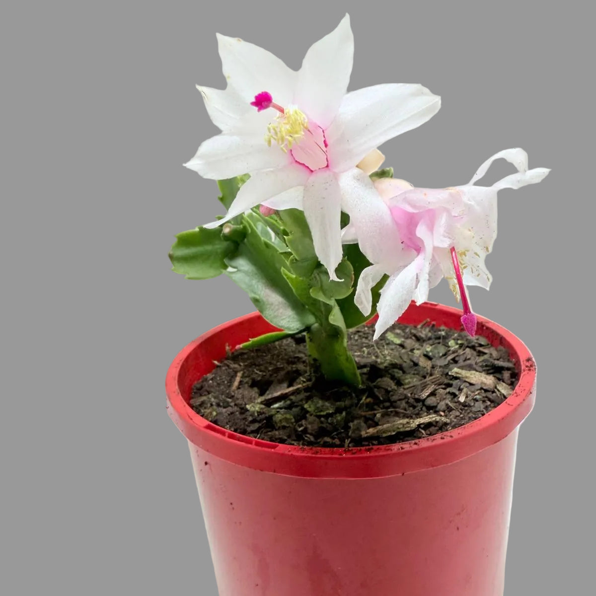 Healthy Zygo Cactus 'Livia' with colourful blooms growing in a nursery pot.