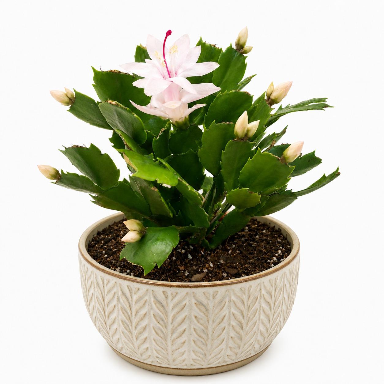 Zygo Cactus 'Livia' displaying vibrant pink flowers on flat segmented stems.