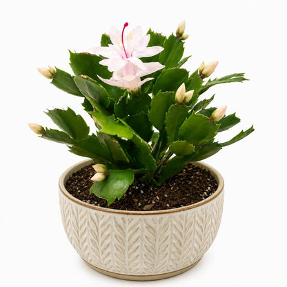 Zygo Cactus 'Livia' displaying vibrant pink flowers on flat segmented stems.