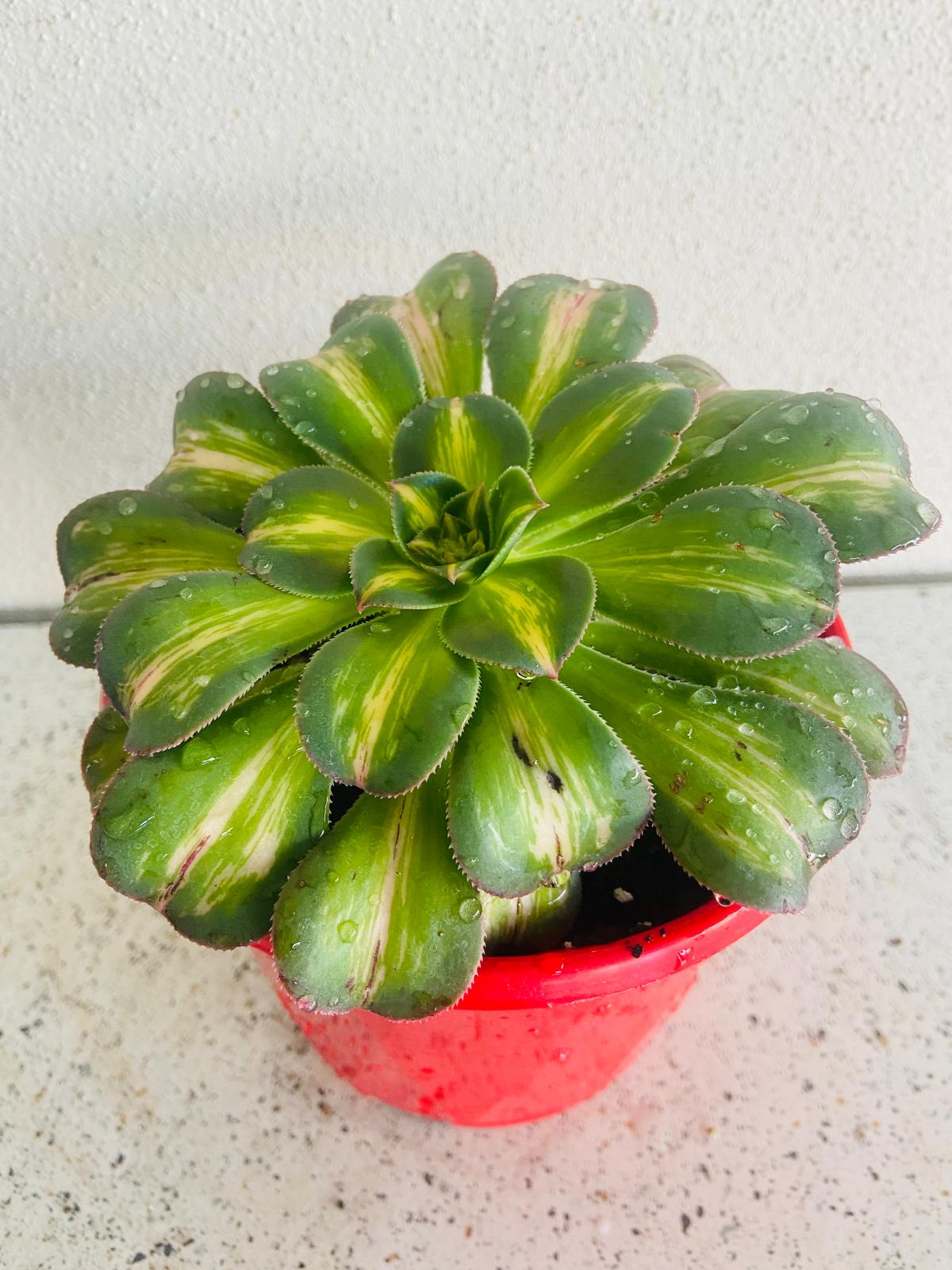 Detailed view of the colourful foliage that makes Aeonium 'Moonburst' a standout succulent.
