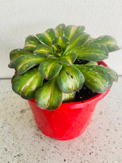 Potted Aeonium 'Moonburst' displaying compact rosettes and attractive variegated foliage.