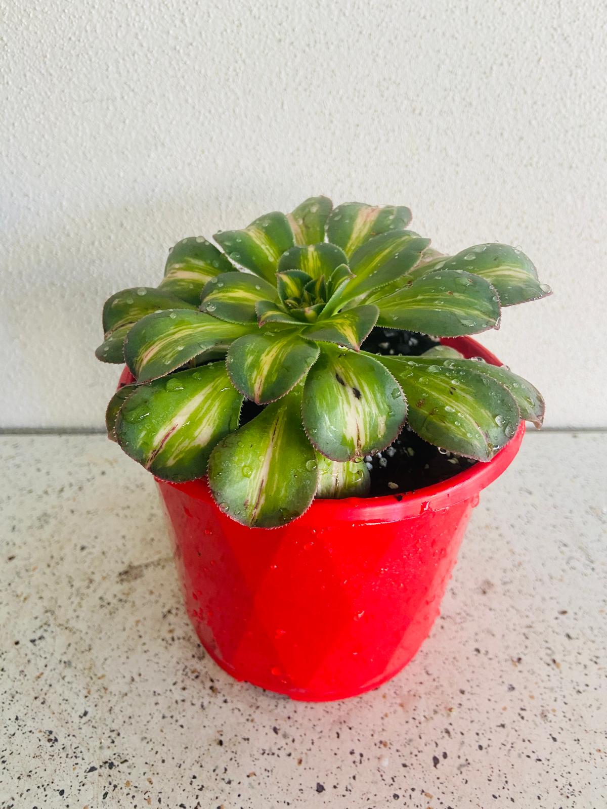 Close-up of the variegated rosette showing green, cream, and soft pink leaf margins.