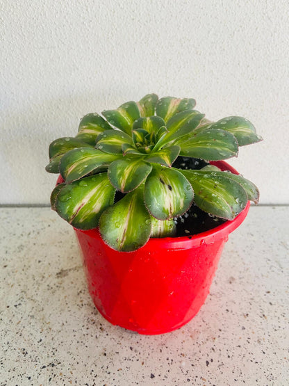 Close-up of the variegated rosette showing green, cream, and soft pink leaf margins.