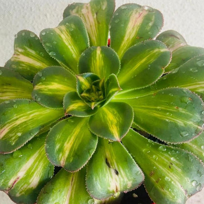 Aeonium 'Moonburst' growing in a nursery pot with colourful variegated rosettes.