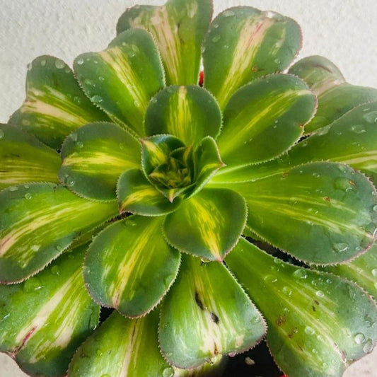 Aeonium 'Moonburst' growing in a nursery pot with colourful variegated rosettes.