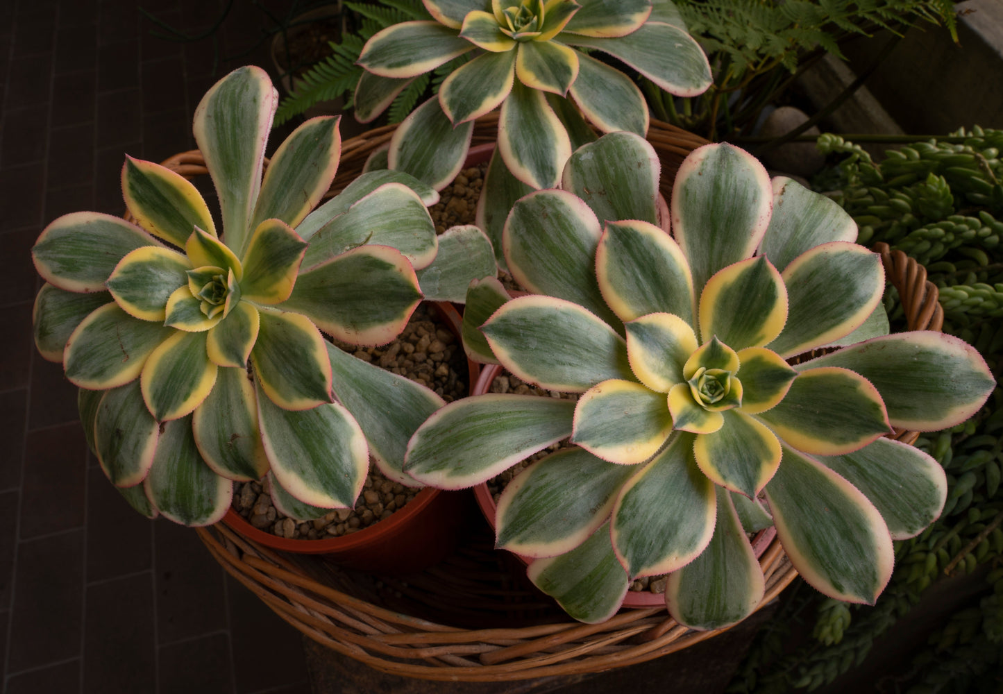 Close-up of Aeonium Sunburst variegated rosette with pink leaf edges