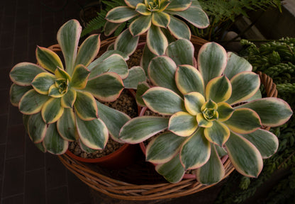 Close-up of Aeonium Sunburst variegated rosette with pink leaf edges