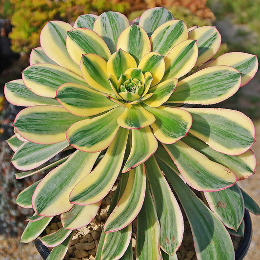 Aeonium Sunburst with large cream and green variegated rosettes