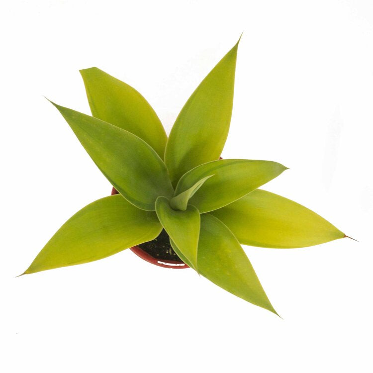 Agave attenuata Kara's Stripes supplied in a 130mm nursery pot