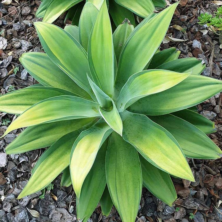 Agave attenuata Kara's Stripes with cream variegated leaves