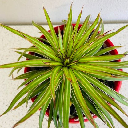 Close-up of yellow and blue-green Agave Barbed Wire leaves