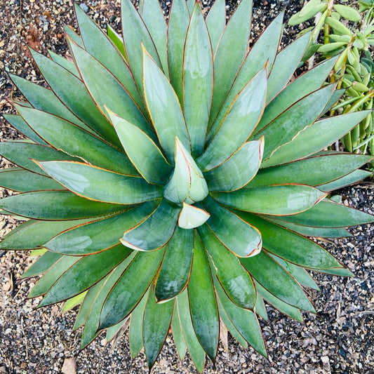 Agave Blue Glow in a 130mm nursery pot