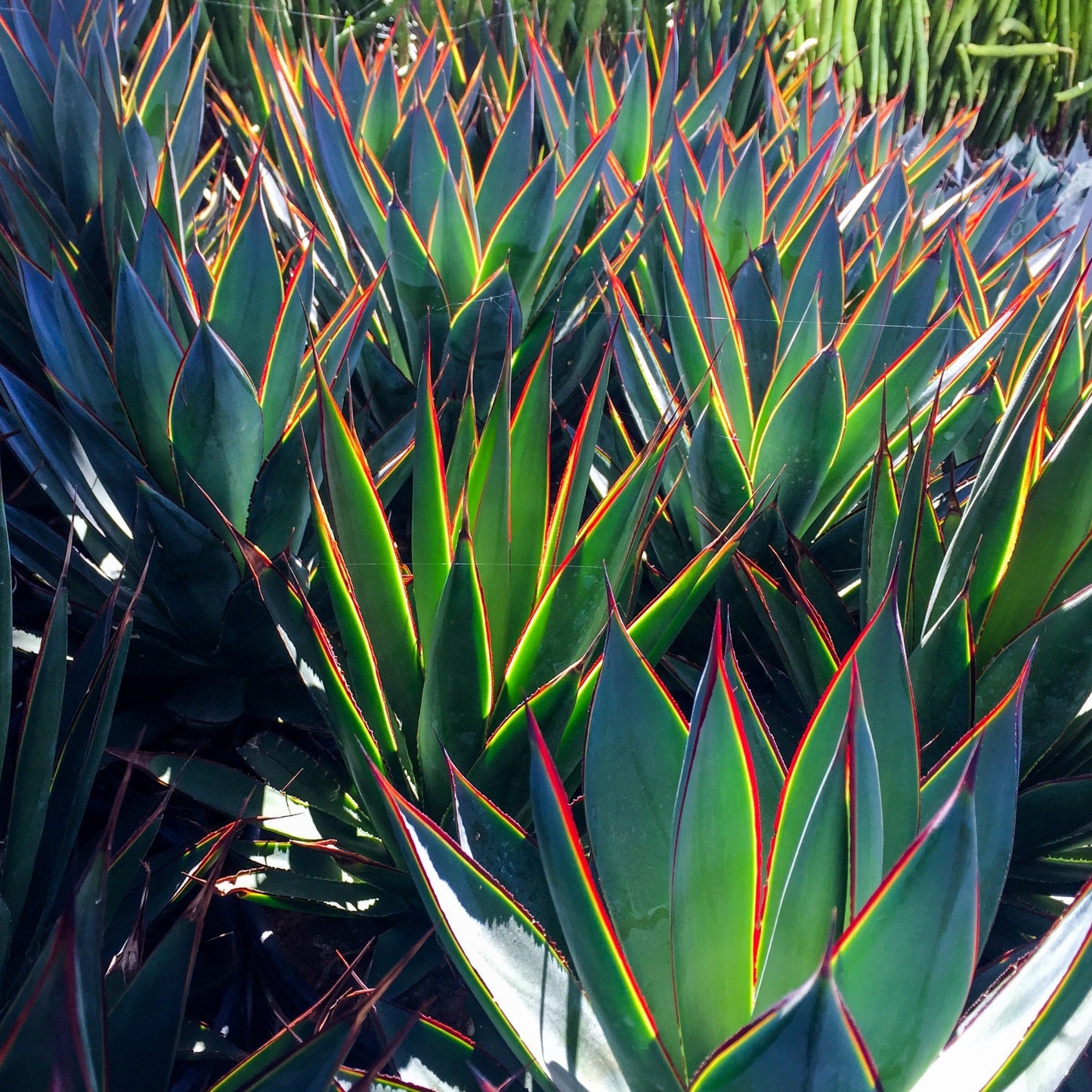 Agave Blue Glow succulent in a 190mm nursery pot