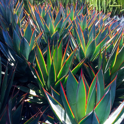 Agave Blue Glow succulent in a 190mm nursery pot