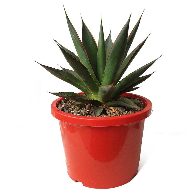 Agave Blue Glow for sale in Australia growing in a landscape
