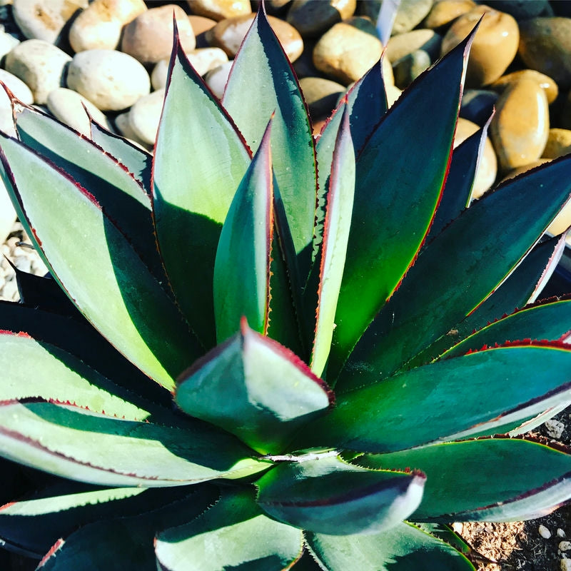 Symmetrical rosette of Agave Blue Glow