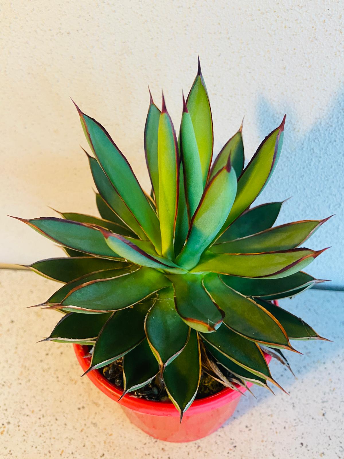 Full Agave Burnt Burgundy rosette, top-down view