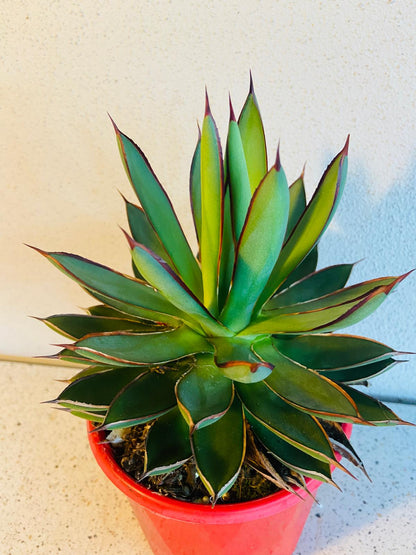 Agave Burnt Burgundy styled as indoor potted plant