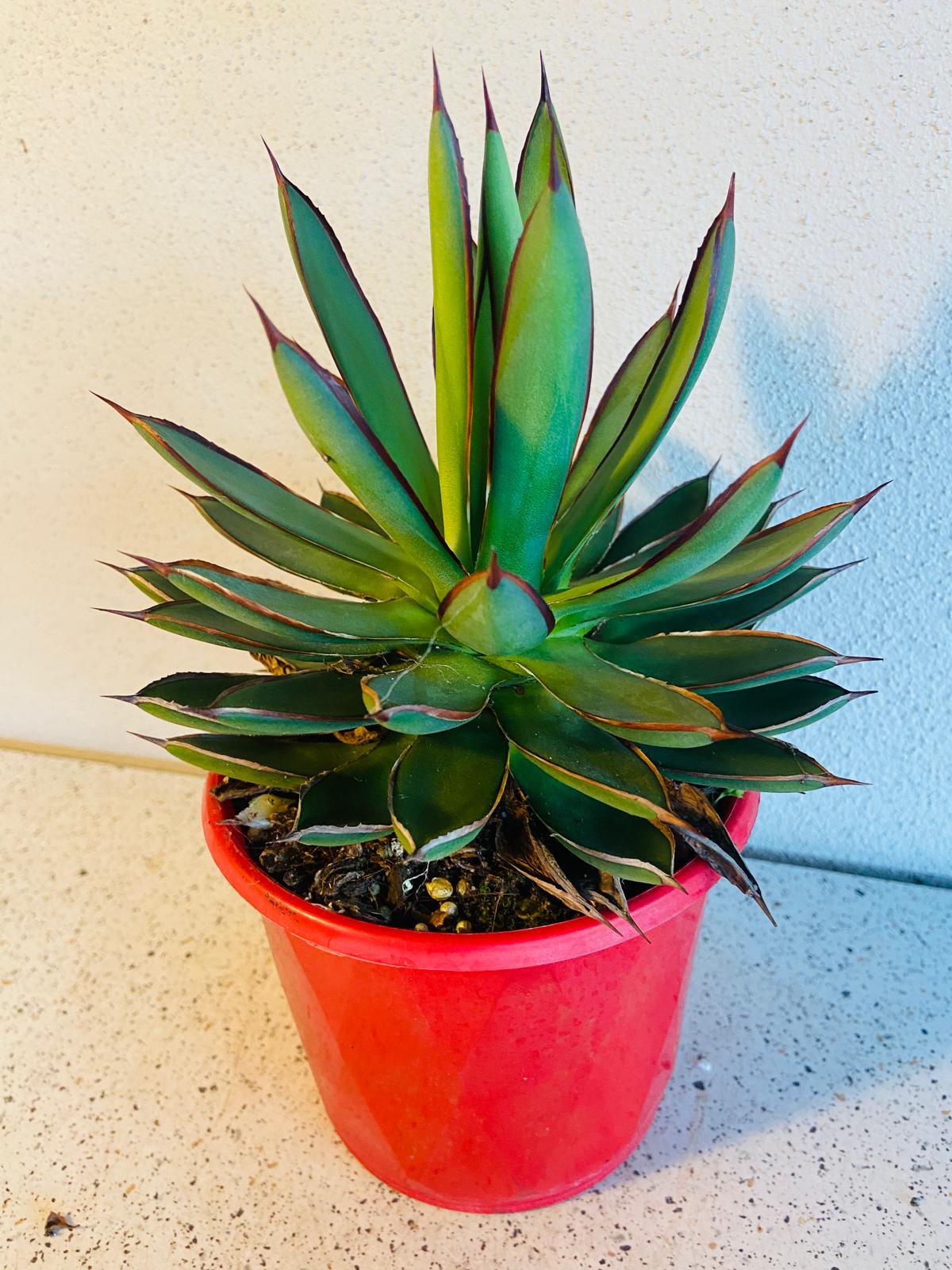 Agave Burnt Burgundy close-up showing deep red-burgundy leaf tones