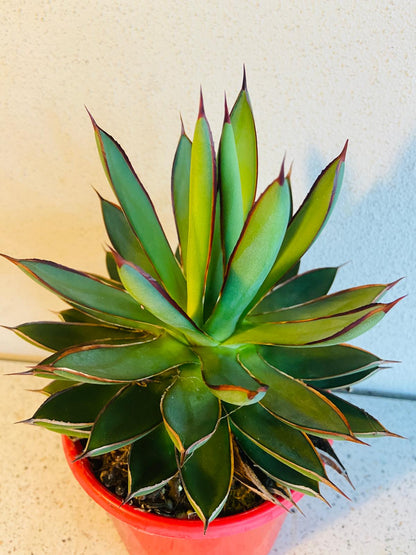 Agave Burnt Burgundy planted outdoors in garden bed