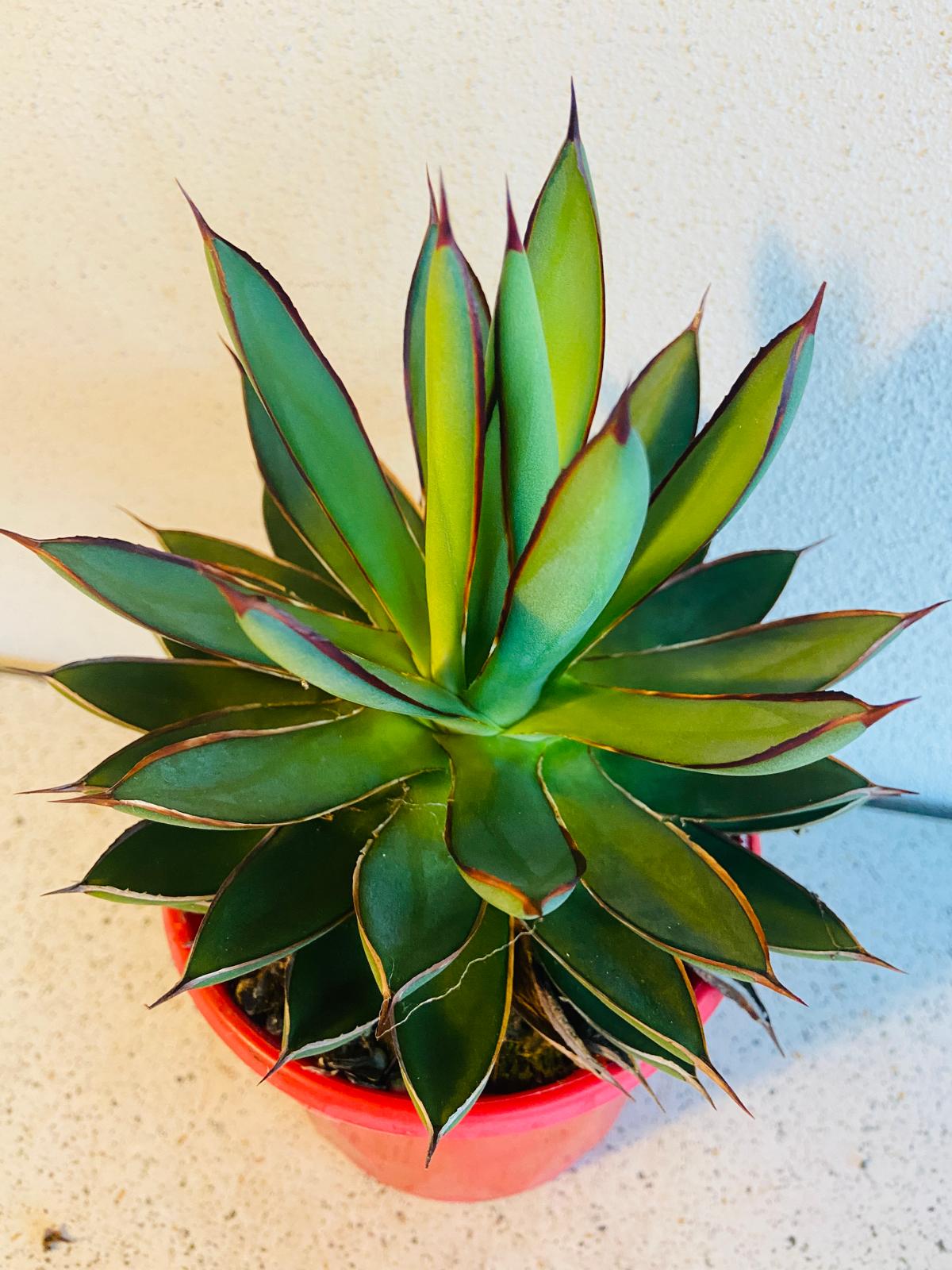 Agave Burnt Burgundy plant sold with matching pot
