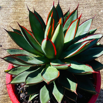 A potted Agave 'Burnt Burgundy' succulent displaying rosettes of leaves with green centers and purplish burgundy tips.