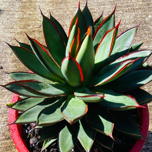 A potted Agave 'Burnt Burgundy' succulent displaying rosettes of leaves with green centers and purplish burgundy tips.
