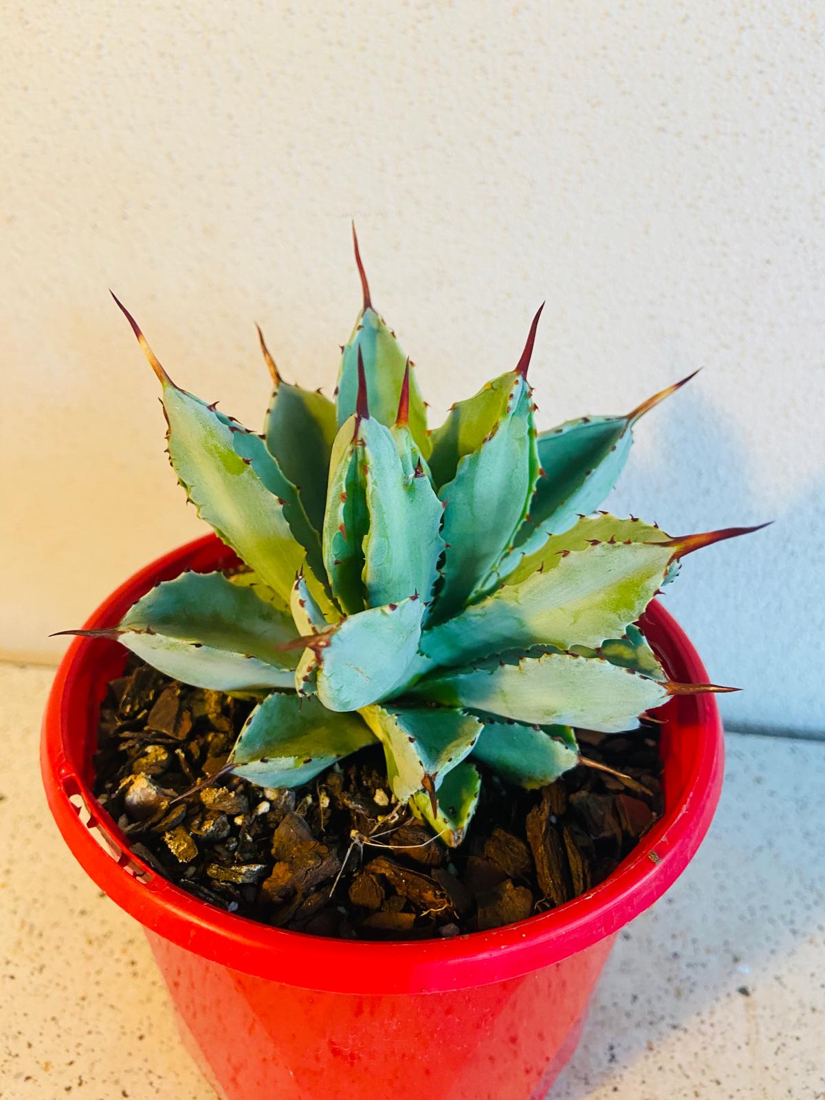 Healthy Agave potatorum 'Cubic' displaying its symmetrical architectural growth habit.