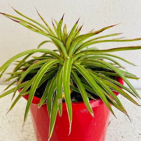 Agave desmettiana ‘Variegata’ succulent