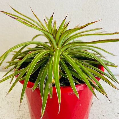 Agave desmettiana ‘Variegata’ succulent